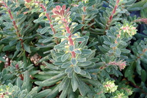 Royal Velvet euphorbia