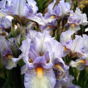 Dwarf iris