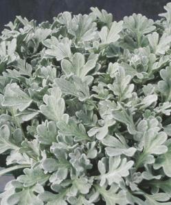 Dusty Miller