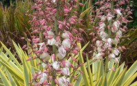 Yucca in bloom