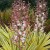 Yucca in bloom
