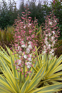 Yucca in bloom