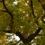 Looking up into the canopy of a Black Oak tree.