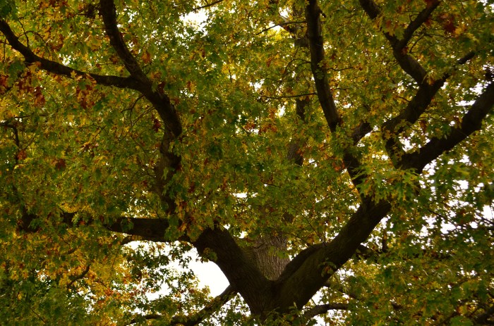 Looking up into the canopy of a Black Oak tree.