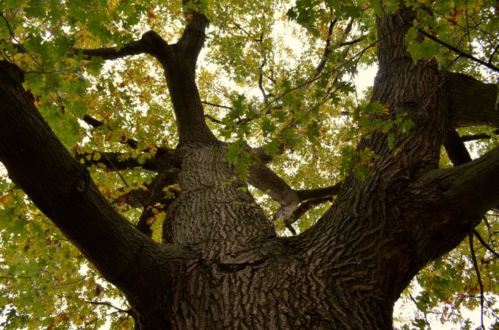 Looking up the trunk of a mature Black Oak tree.