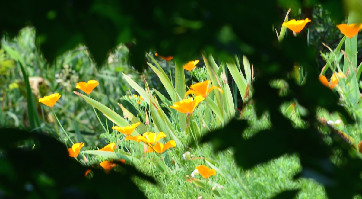 A group of bright yellow lilies as seen through dark leaves.