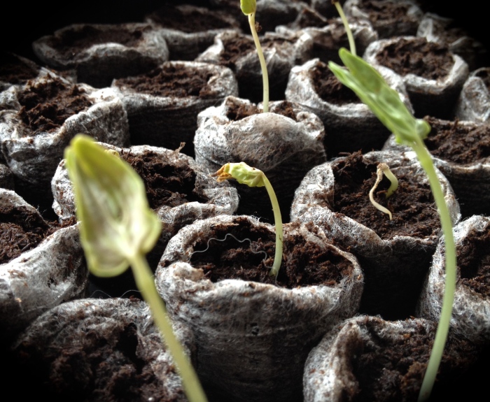 A flat of seedlings in a grow tray.