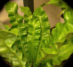 The fronds of a Crispy Wave fern.