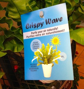 A plant tag for a Crispy Wave fern.