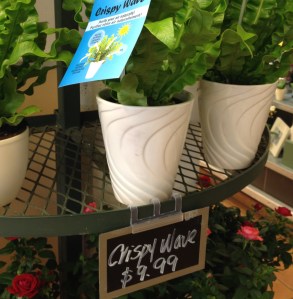 A store display of pots of ferns with a price sign.