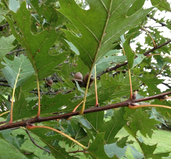 The twig of a Red Oak showing its leaves and petioles.