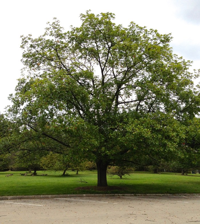 Here's a Red Oak showing off its great form just feet from a parking lot.