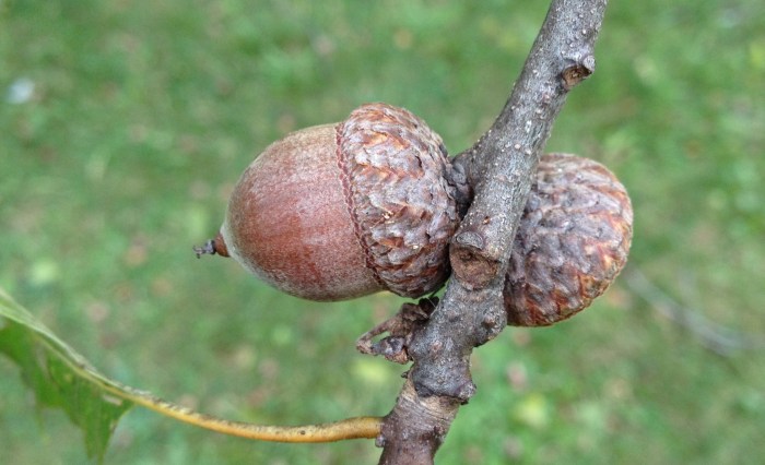 A close-up of red oak acorns.