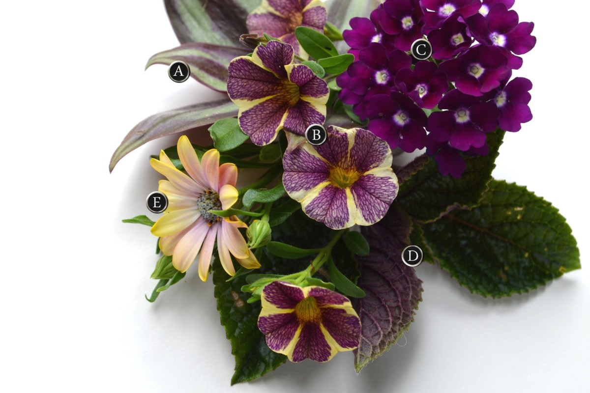 A grouping of plant clippings suggesting ingredients for a container grouping including African Daisies.