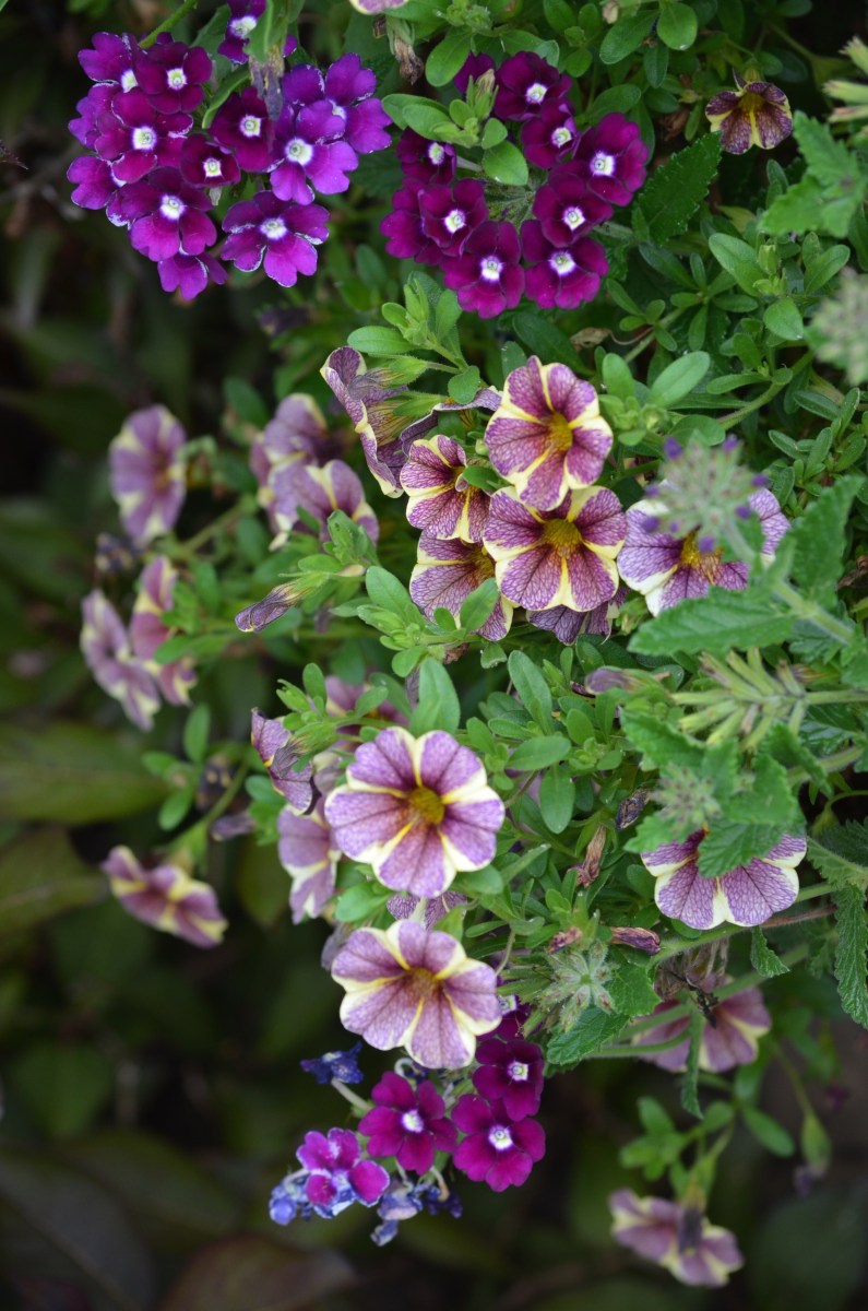 A close up of purple and yellow calibrate.