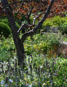A mid-summer flower bed with deciduous tree and wooden bench.