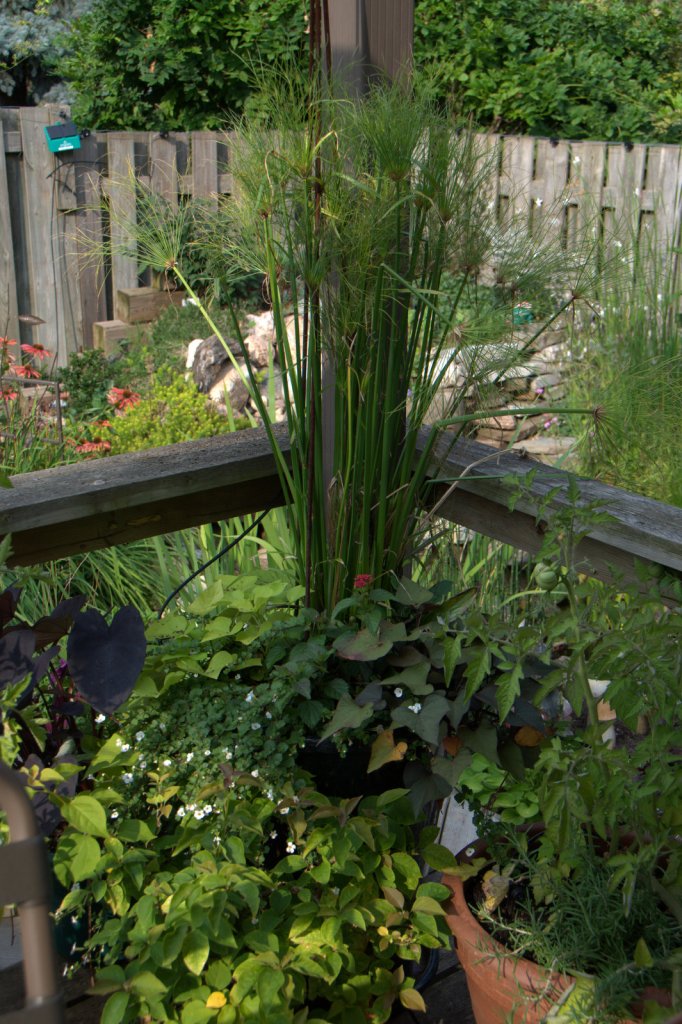 An Irrigatia system is seen installed on a back fence.