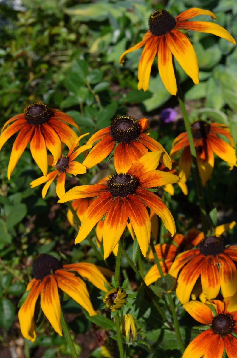 Echinacea, a native plant of parts of North America.