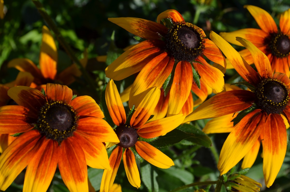 Native plant echinacea