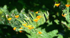 Bright yellow lilies are framed by leafy shrubs in the foreground.