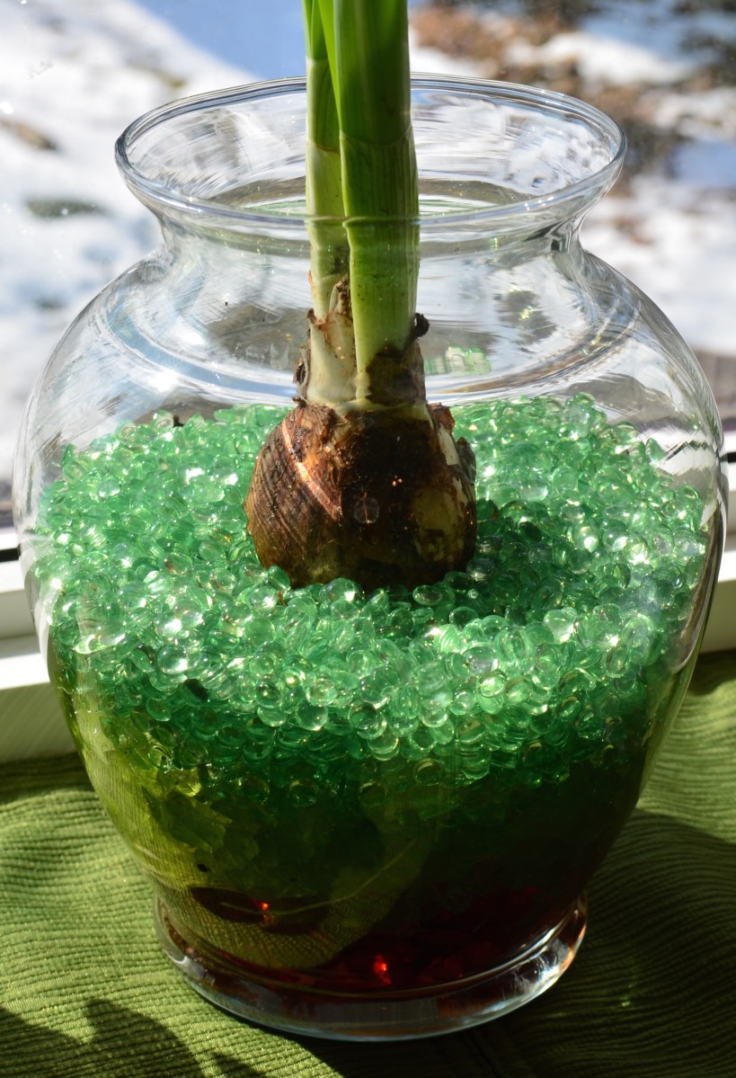 A single bulb in a glass vase.