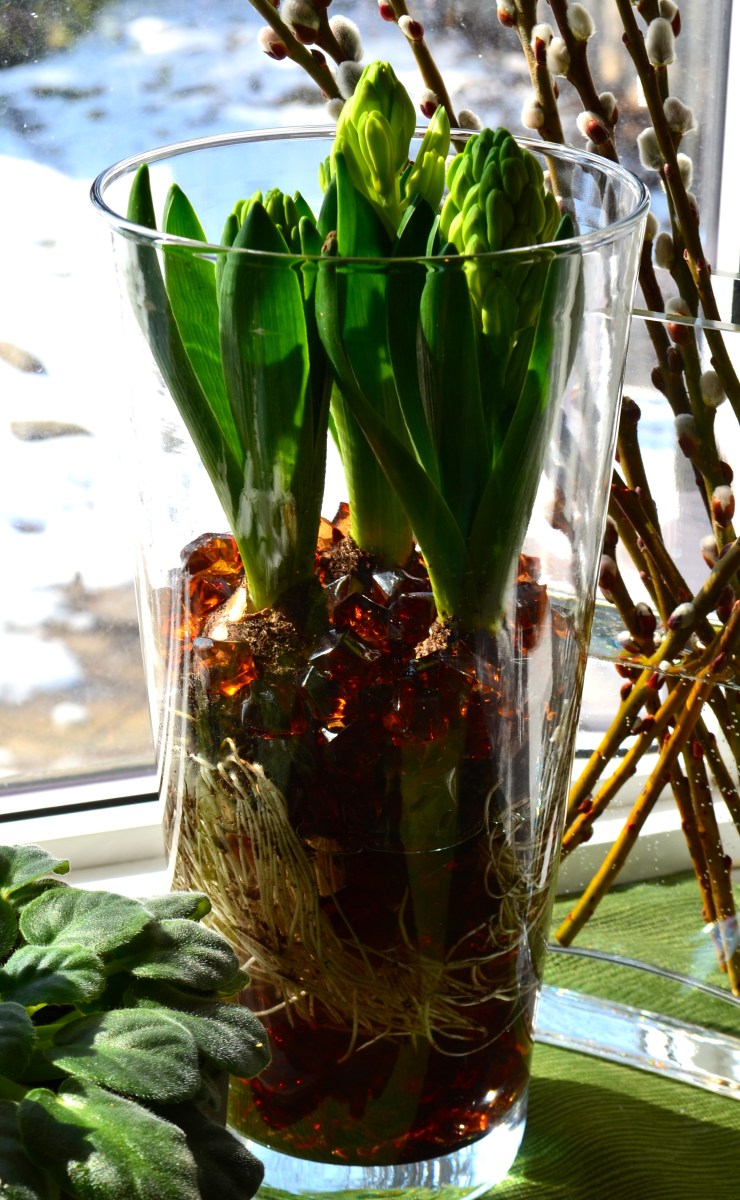 Hyacinth bulbs in glass vase with glass beads.