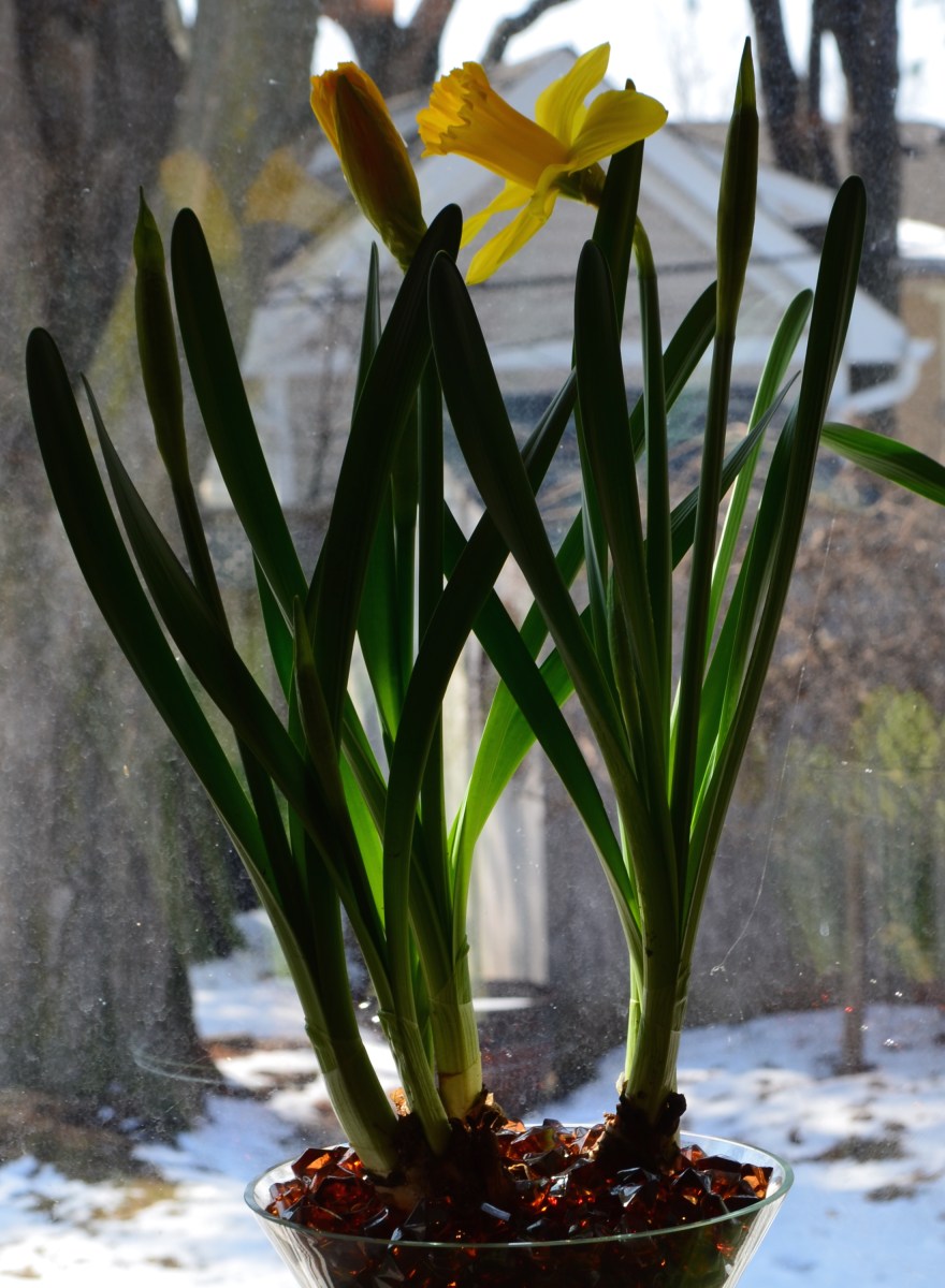 Daffodil bulbs planted in a vase of beads in full bloom.