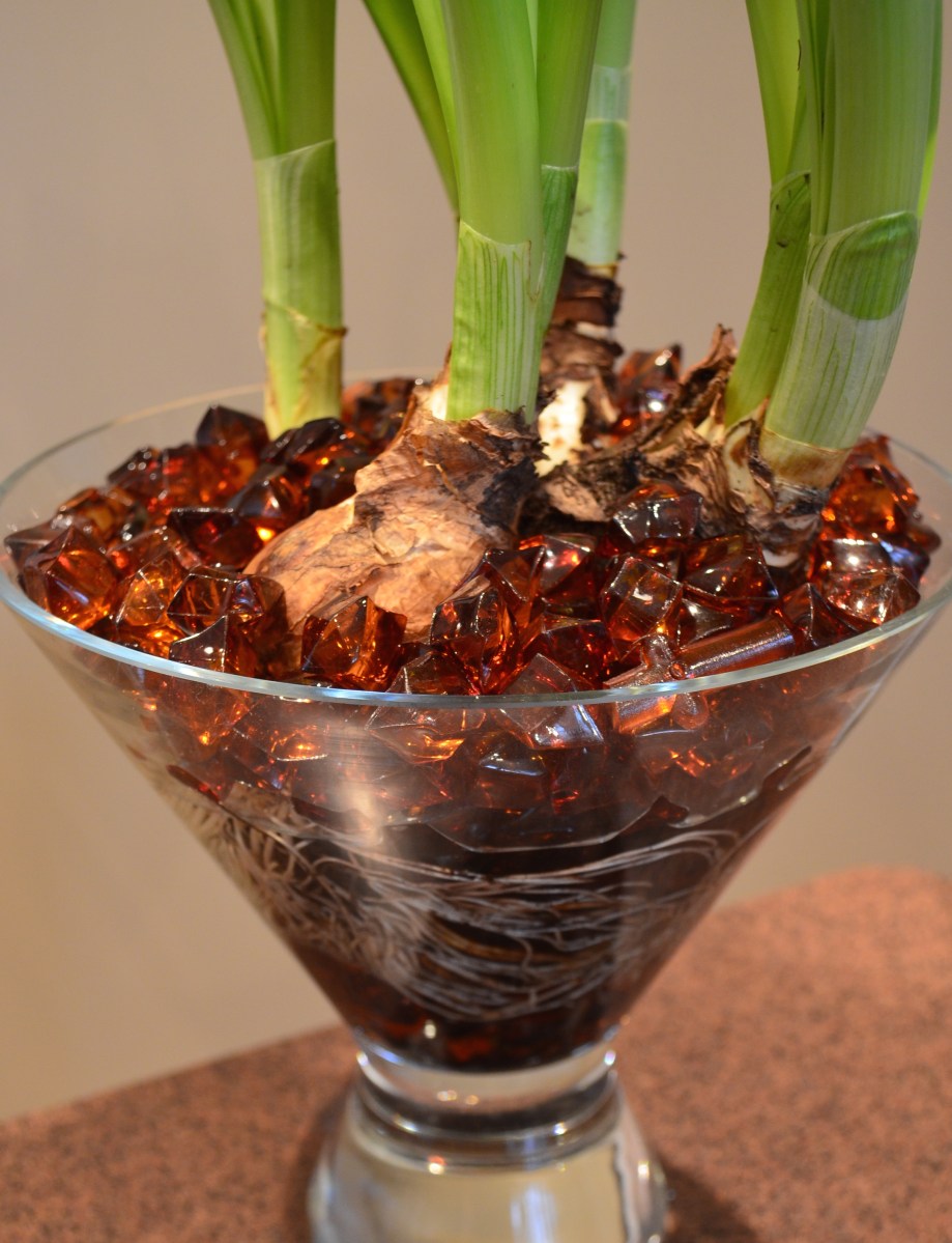 Bulbs and beads in a wide brimmed vase with glass beads.