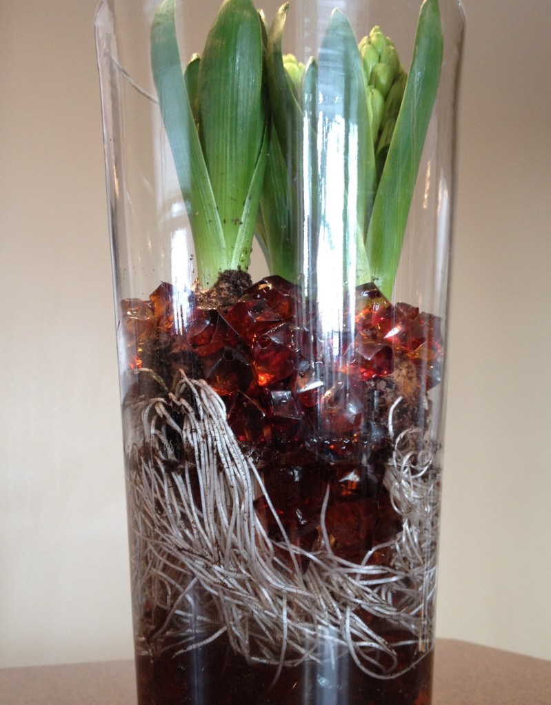 Vase filled with hyacinth bulbs and beads showing the roots.