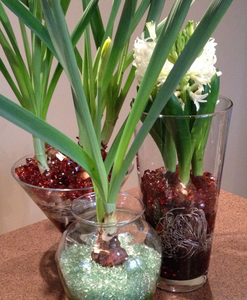 Different shaped glass vases are filled with beads and spring bulbs.