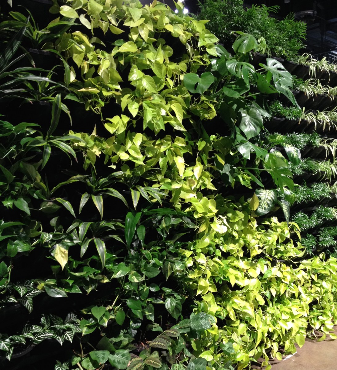 Plants in a vertical garden.