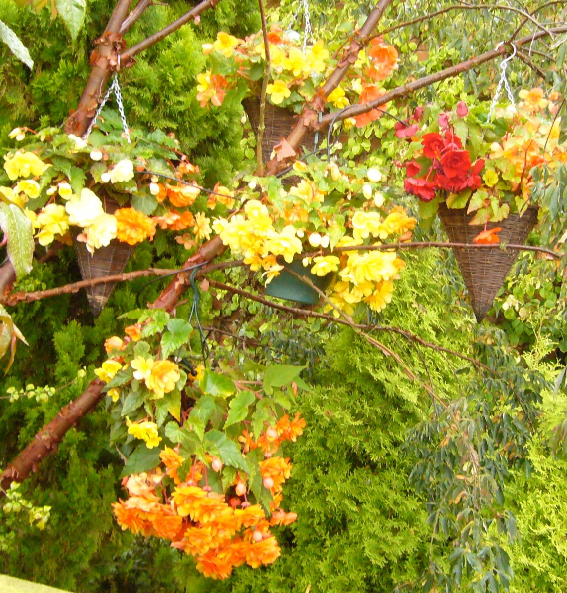 Cone-shaped hanging baskets are watered with an Irrigatia system.