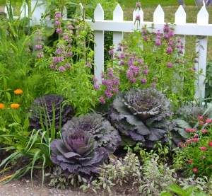 Edible plants are used instead of ornamentals in a flower bed.