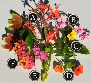 Plant for a container recipe featuring aura