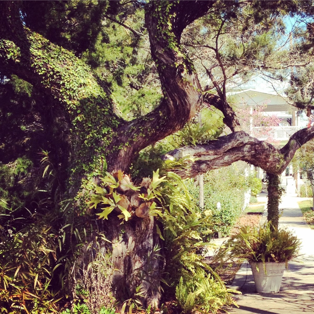 An old tree in Florida has one limb supported by a pole in a container.