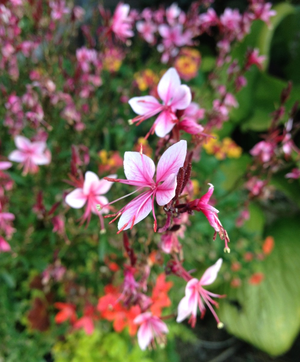 Gaura and other super bright flowers in a container planting.