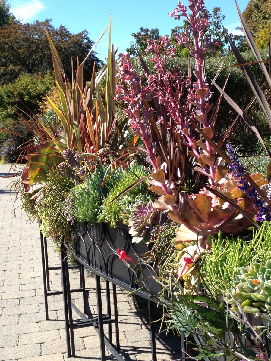 A dramatic container planting filled with tropical plants and succulents.