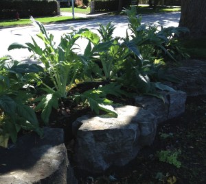 Cardoons used in a foodscaped garden bed.
