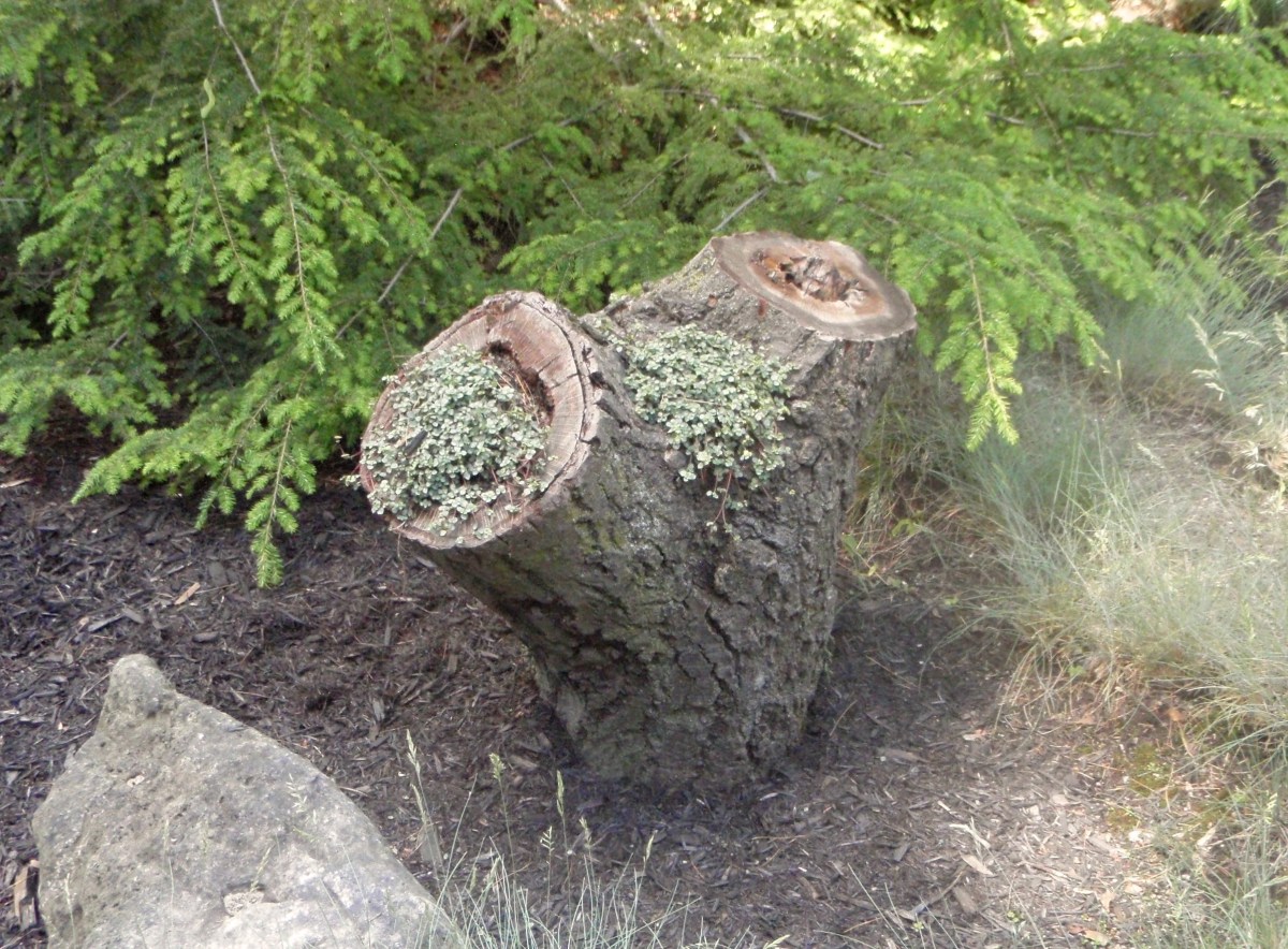A log has been cut and used as a plant container.