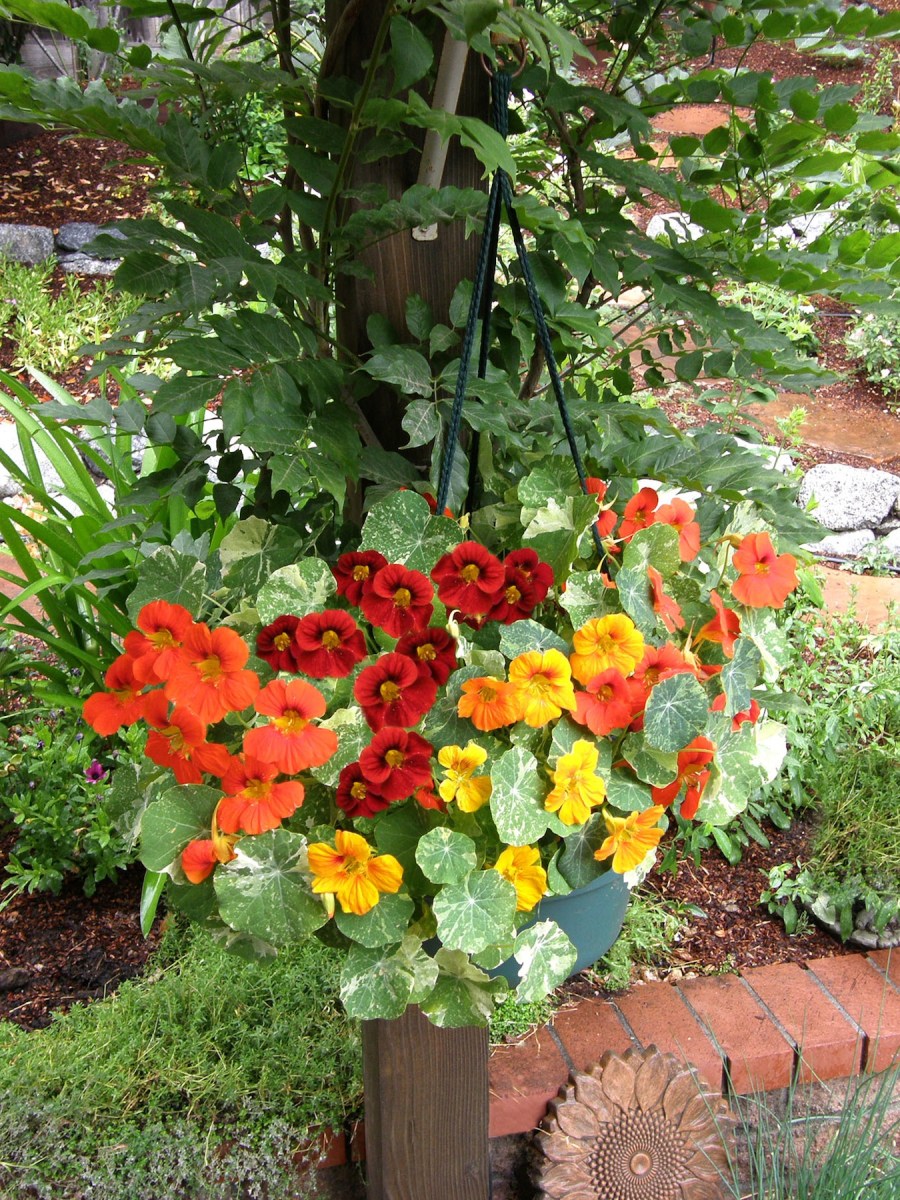 Nasturtiums in a hanging basket.