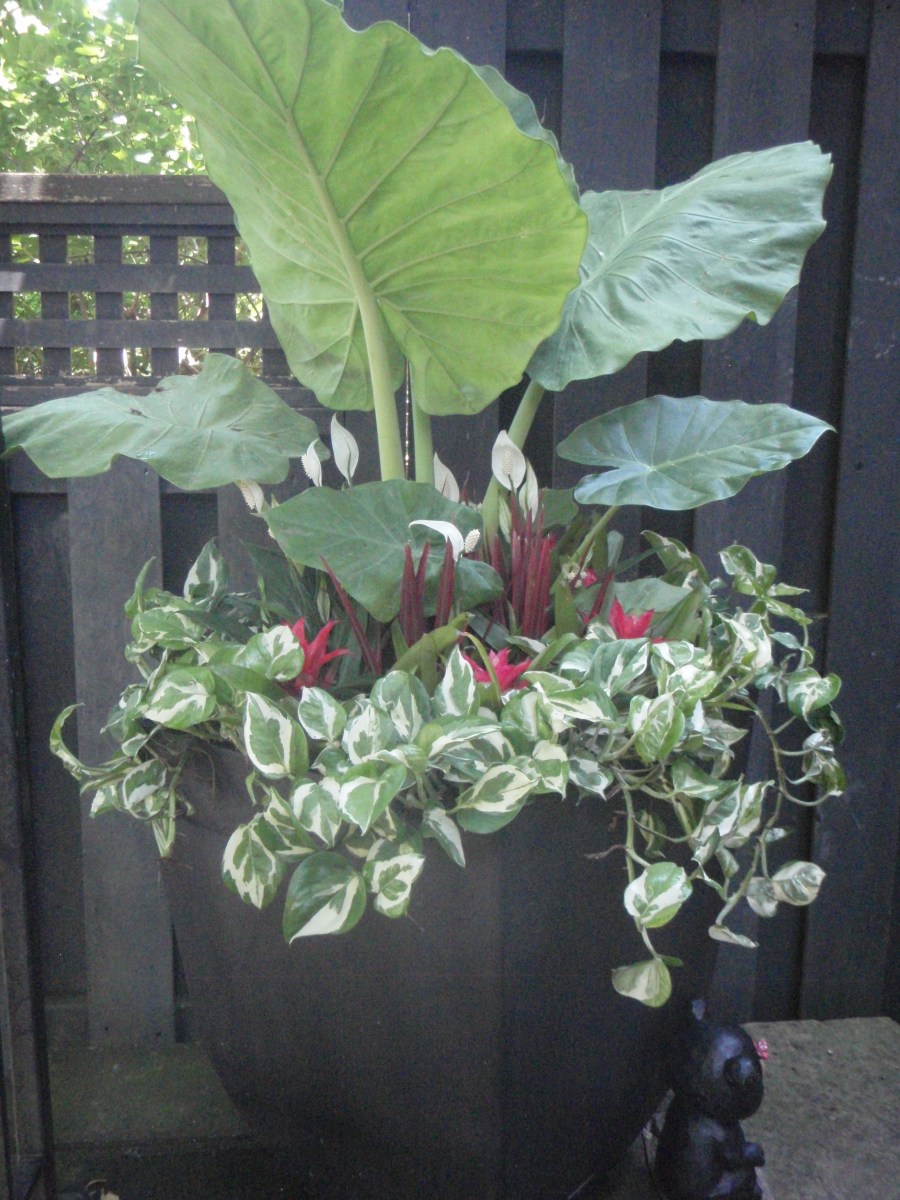 A container is filled with tropical plants including elephant ears.
