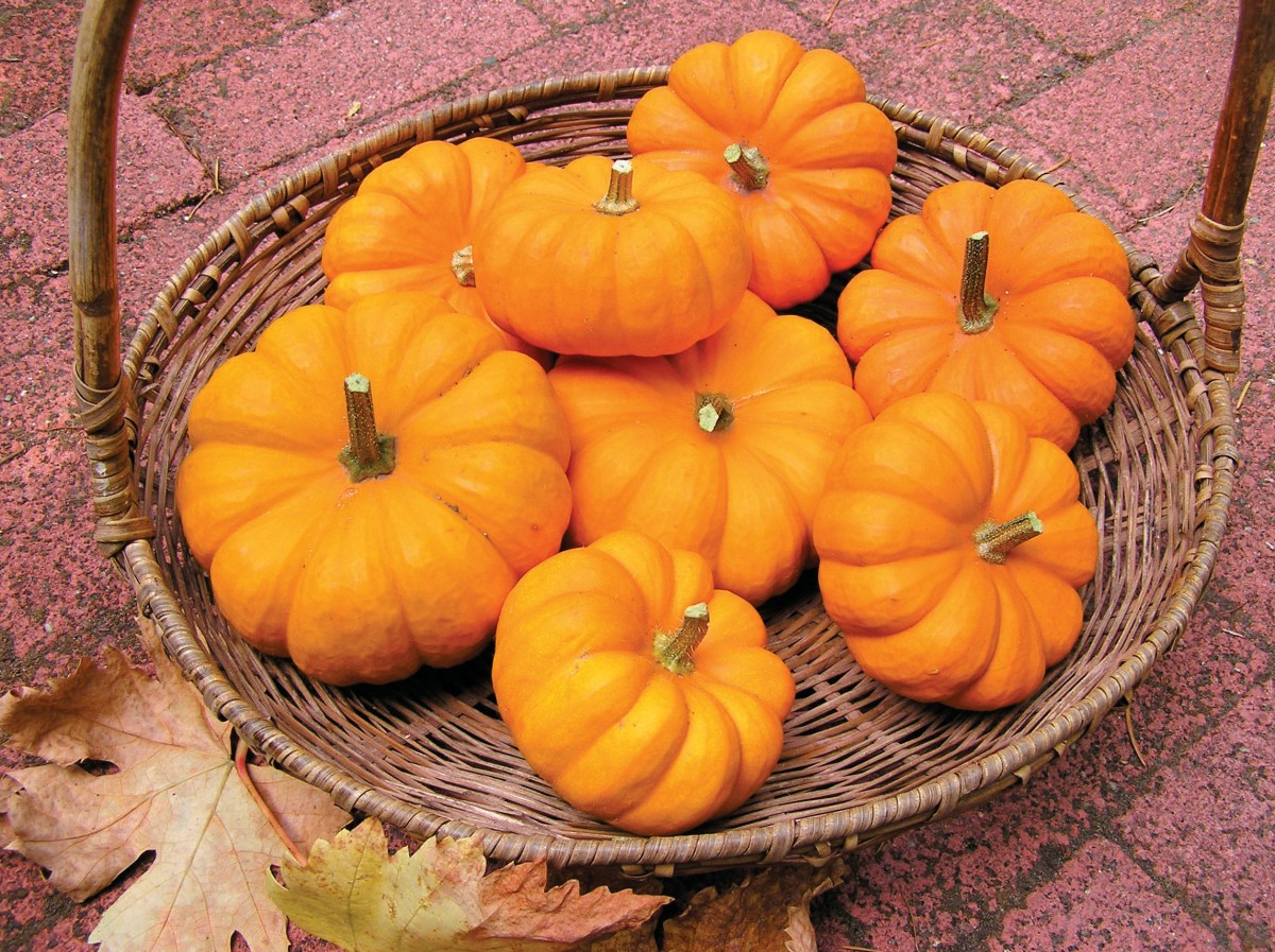 A basket of mini pumpkins.