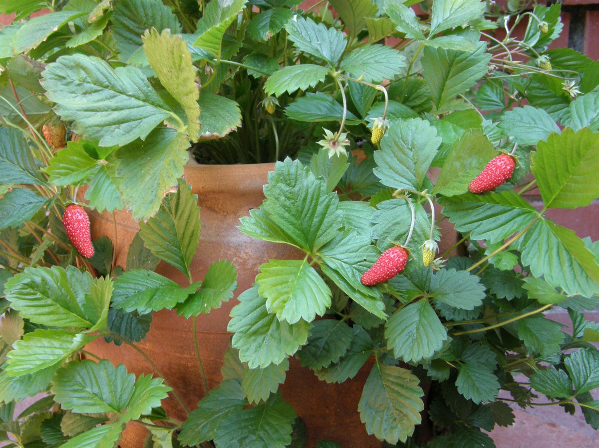 Alpine strawberries seen tumbling over the lip of a container.