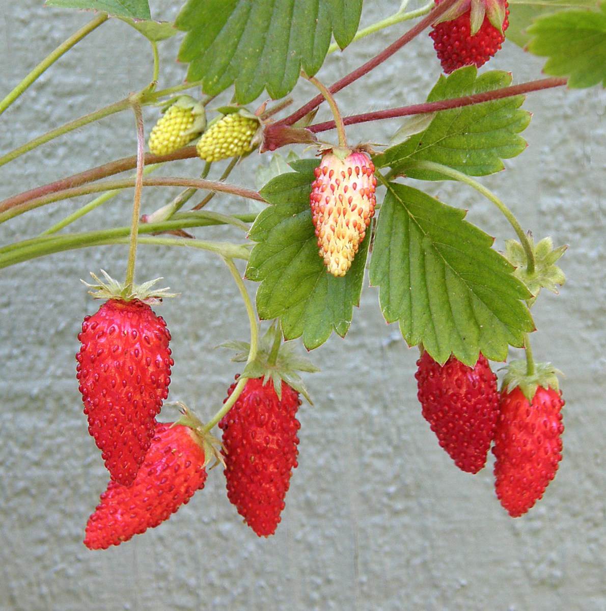 A close-up of alpine strawberries