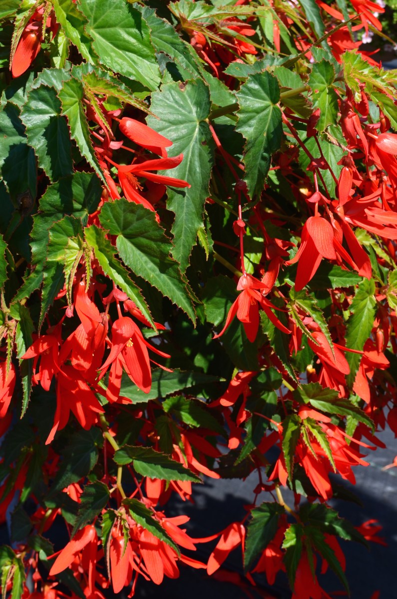 Leaves and flowers of a weeping begonia.