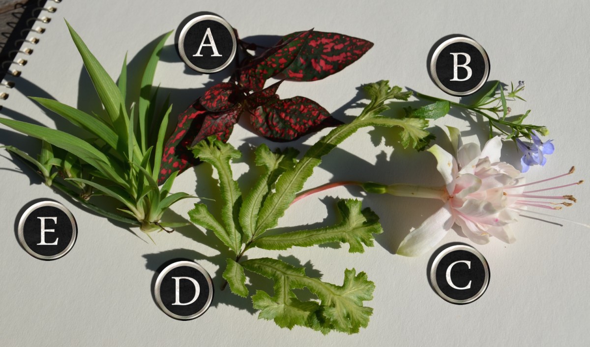 A romantic container recipe featuring Bird's Foot fern and fuchsias