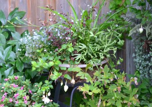 A romantic container recipe with Bird's Foot Fern, fuchsias and spider plants