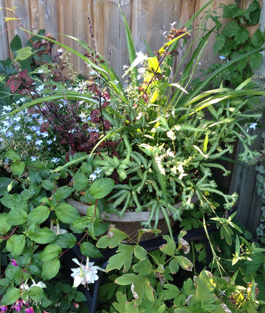A romantic container recipe still in bloom at the height of summer