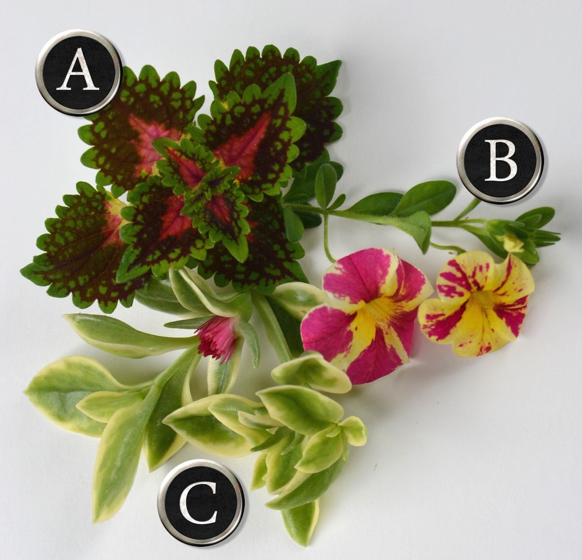 A bright, fast growing container recipe with calibrachoa