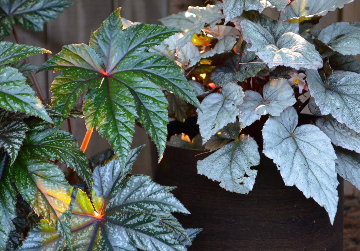 Two kinds of Rex Begonias for single plant containers.
